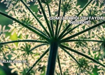 Domuz Ayrığı Otu Faydaları Nelerdir?