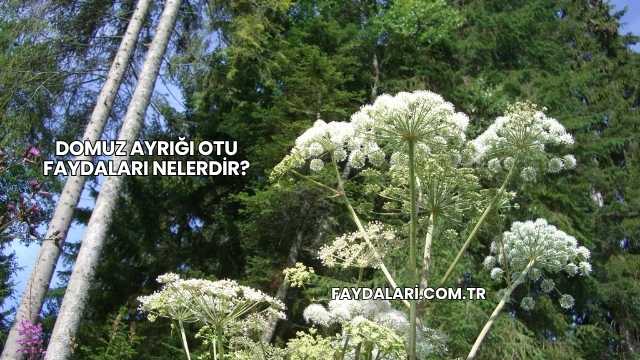Domuz Ayrığı Otu Faydaları Nelerdir?