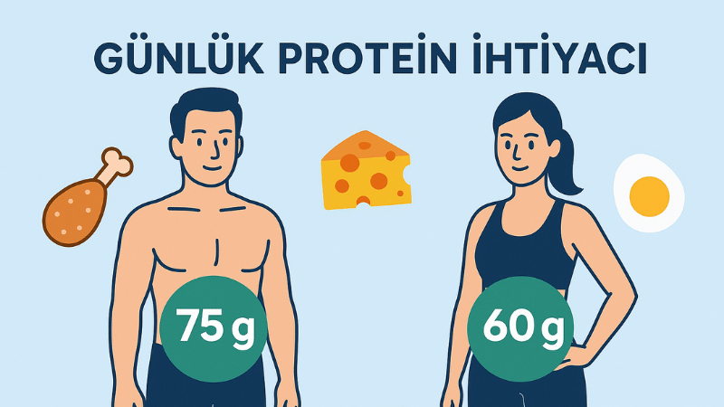 Günlük Protein İhtiyacı Hesaplama