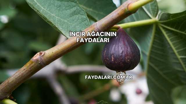 İncir Ağacının Faydaları