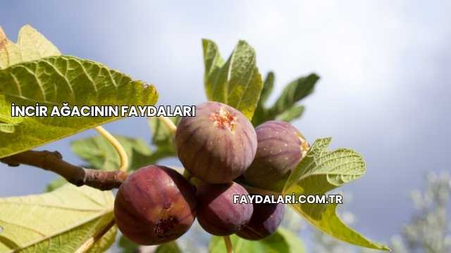 İncir Ağacının Faydaları