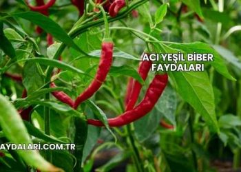 Acı Yeşil Biber Faydaları