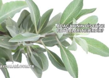 Adaçayının Diş Etine Faydaları Nelerdir?