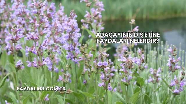 Adaçayının Diş Etine Faydaları Nelerdir?