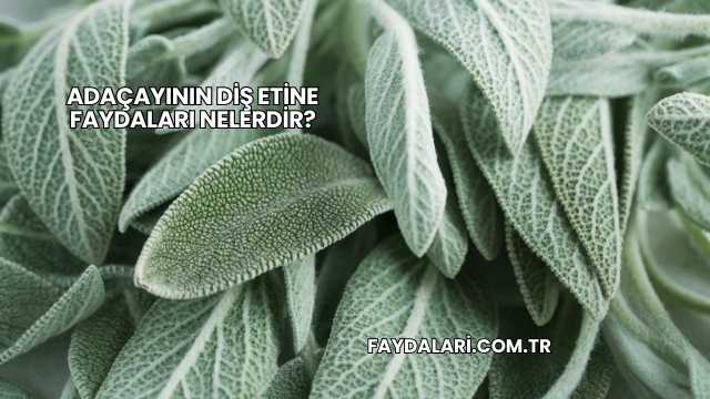 Adaçayının Diş Etine Faydaları Nelerdir?