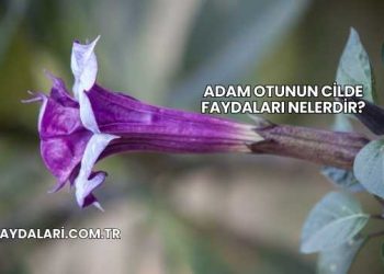 Adam Otunun Cilde Faydaları Nelerdir?