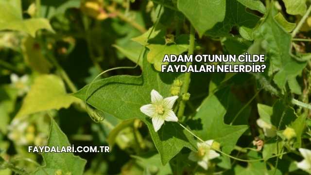 Adam Otunun Cilde Faydaları Nelerdir?