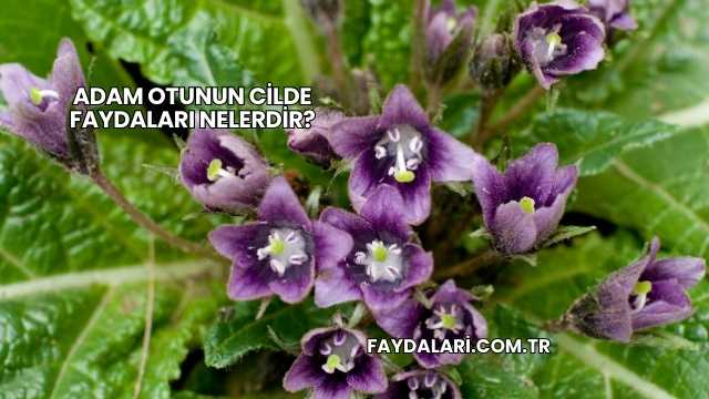 Adam Otunun Cilde Faydaları Nelerdir?