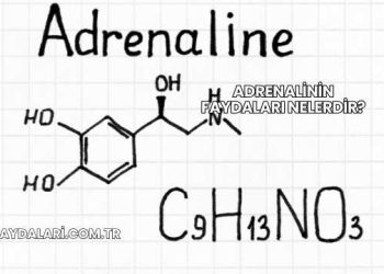 Adrenalinin Faydaları Nelerdir?