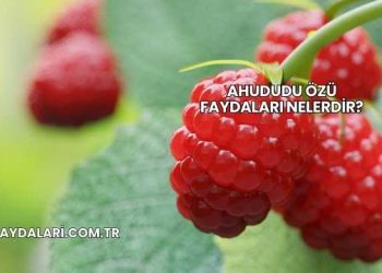 Ahududu Özü Faydaları Nelerdir?