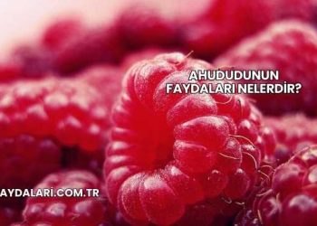 Ahududunun Faydaları Nelerdir?