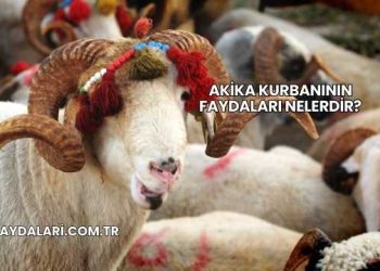 Akika Kurbanının Faydaları Nelerdir?