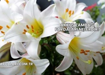 Akkuş Zambağı Faydaları Nelerdir?