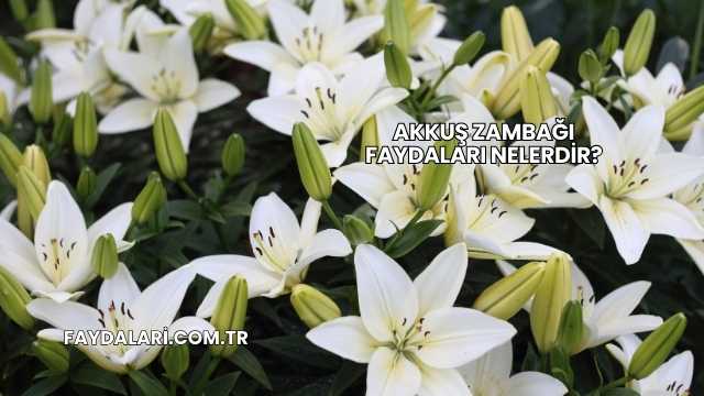 Akkuş Zambağı Faydaları Nelerdir?