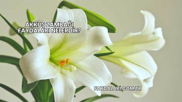 Akkuş Zambağı Faydaları Nelerdir?