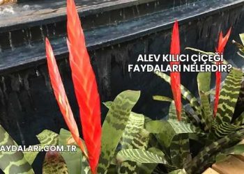 Alev Kılıcı Çiçeği Faydaları Nelerdir?