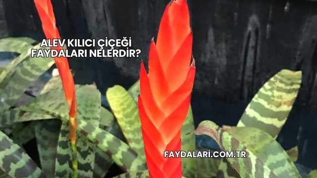 Alev Kılıcı Çiçeği Faydaları Nelerdir?
