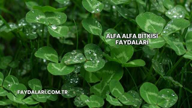 Alfa Alfa Bitkisi Faydaları