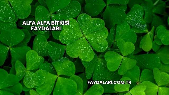 Alfa Alfa Bitkisi Faydaları