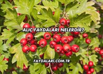 Alıç Faydaları Nelerdir?