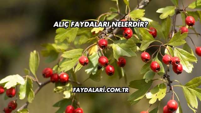 Alıç Faydaları Nelerdir?