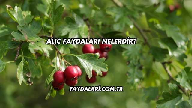 Alıç Faydaları Nelerdir?