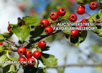 Alıç Sıvı Ekstresi Faydaları Nelerdir?