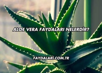 Aloe Vera Faydaları Nelerdir?