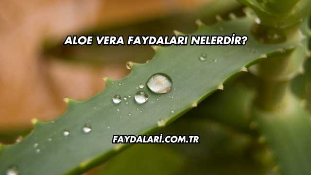 Aloe Vera Faydaları Nelerdir?