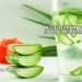 Aloe Veranın Cilde Faydaları Nelerdir?