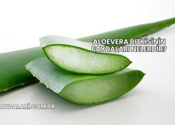 Aloevera Bitkisinin Faydaları Nelerdir?