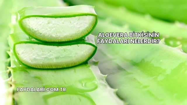 Aloevera Bitkisinin Faydaları Nelerdir?