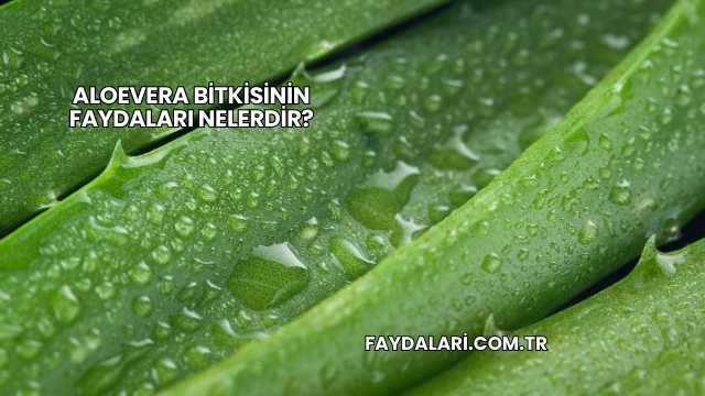 Aloevera Bitkisinin Faydaları Nelerdir?