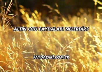 Altın Otu Faydaları Nelerdir?