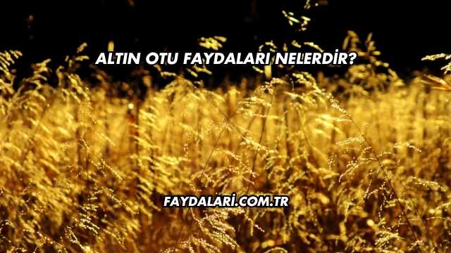 Altın Otu Faydaları Nelerdir?