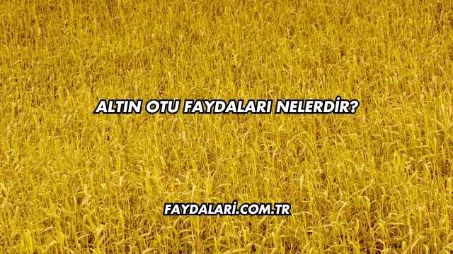 Altın Otu Faydaları Nelerdir?