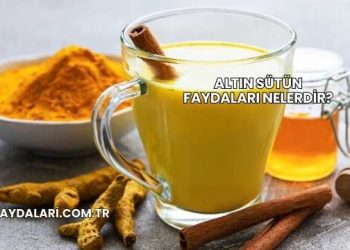 Altın Sütün Faydaları Nelerdir?