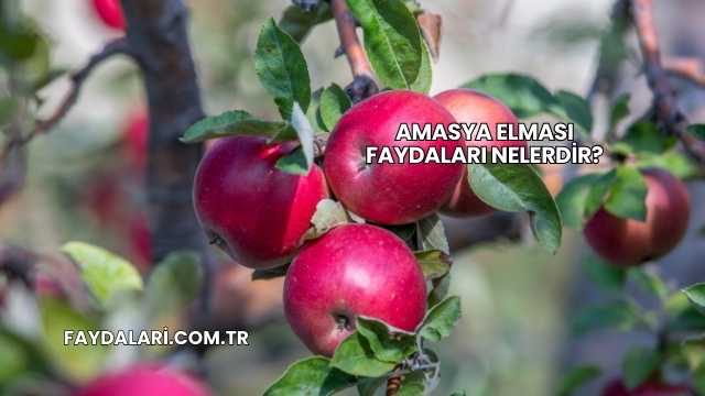 Amasya Elması Faydaları Nelerdir?