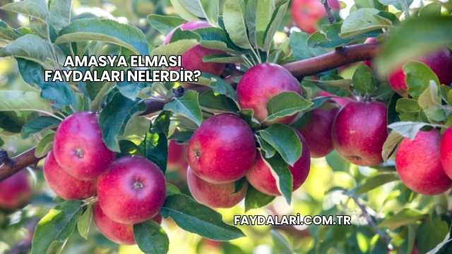 Amasya Elması Faydaları Nelerdir?