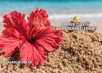 Amber Çiçeği Faydaları Nelerdir?