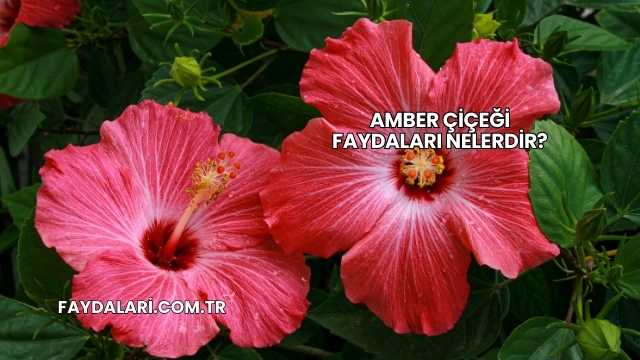 Amber Çiçeği Faydaları Nelerdir?