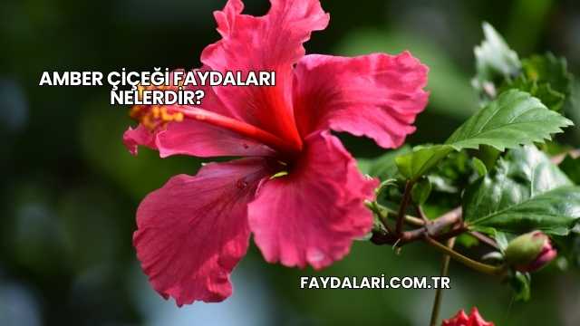 Amber Çiçeği Faydaları Nelerdir?