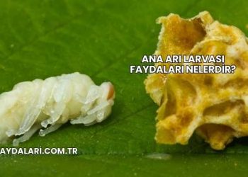Ana Arı Larvası Faydaları Nelerdir?