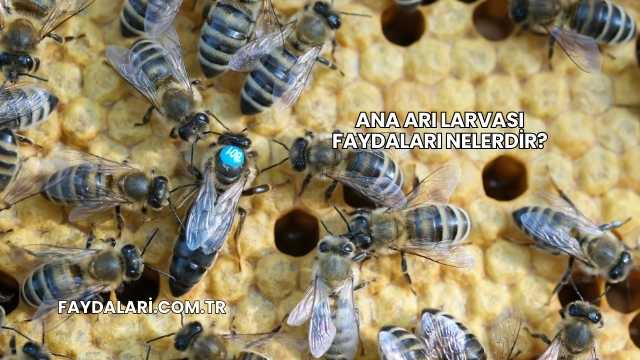 Ana Arı Larvası Faydaları Nelerdir?