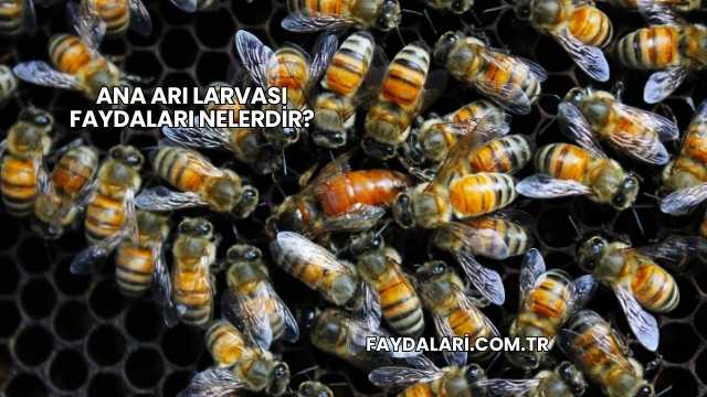 Ana Arı Larvası Faydaları Nelerdir?