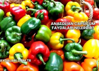 Anatolian Capsicum Faydaları Nelerdir?