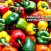 Anatolian Capsicum Faydaları Nelerdir?