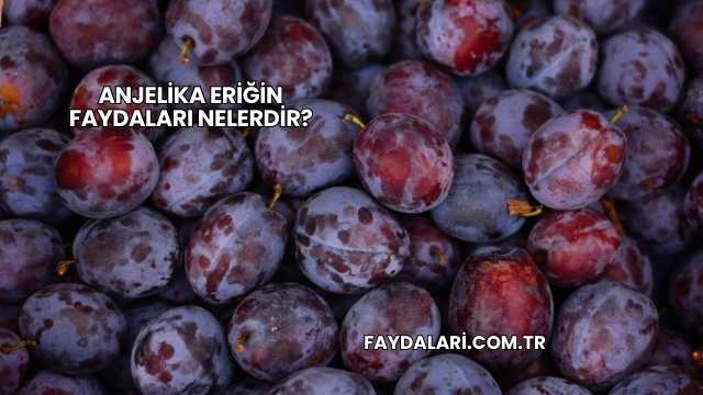 Anjelika Eriğin Faydaları Nelerdir?