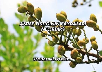 Antep Fıstığının Faydaları Nelerdir?