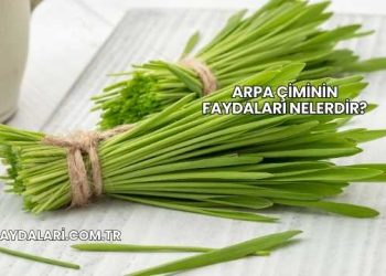 Arpa Çiminin Faydaları Nelerdir?